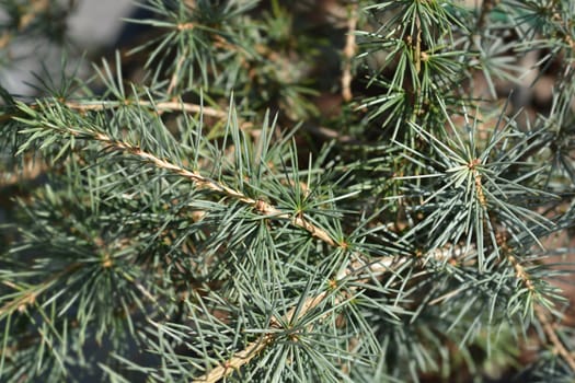 Cedar of Lebanon - Latin name - Cedrus libani