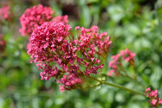 Red valerian - Latin name - Centranthus ruber