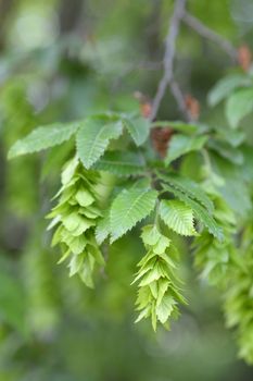 Oriental hornbeam - Latin name - Carpinus orientalis