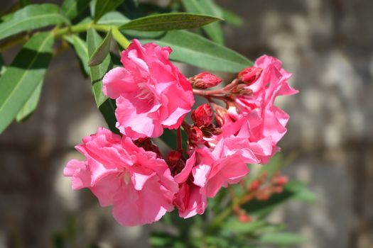 Common oleander pink double bloom flowers - Latin name - Nerium oleander