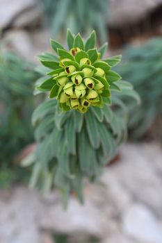 Mediterranean spurge - Latin name - Euphorbia characias