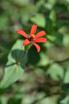 Peruvian zinnia - Latin name - Zinnia peruviana