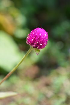 Globe amaranth Violacea - Latin name - Gomphrena globosa Violacea