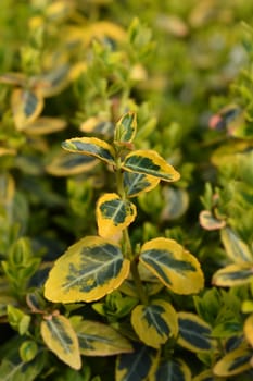 Wintercreeper Emerald and Gold - Latin name - Euonymus fortunei Emerald and Gold