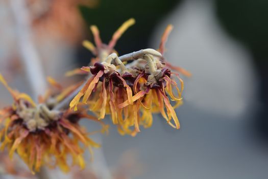 Witch Hazel Diane - Latin name - Hamamelis * intermedia Diane