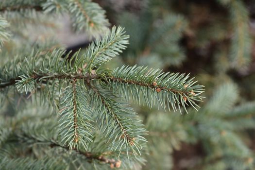 Fat Albert Colorado blue spruce - Latin name - Picea pungens Fat Albert