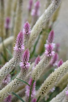 Cockscomb Flamingo Feather - Latin name - Celosia argentea var. spicata Flamingo Feather