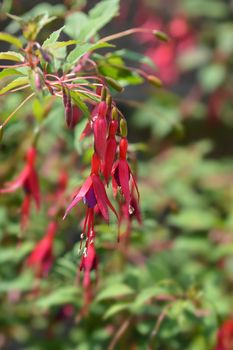 Hardy Fuchsia - Latin name - Fuchsia magellanica var. gracilis