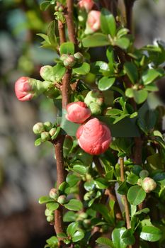 Texas Scarlet Flowering Quince - Latin name - Chaenomeles x superba Texas Scarlet