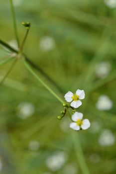 Common water plantain - Latin name - Alisma plantago-aquatica