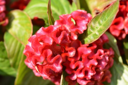 Red cockscomb - Latin name - Celosia cristata