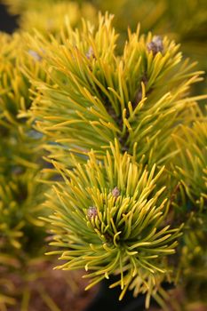 Dwarf mountain pine Winter Gold - Latin name - Pinus mugo Winter Gold
