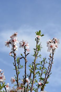 Almond flower - Latin name - Prunus dulcis (syn. Prunus amygdalus)