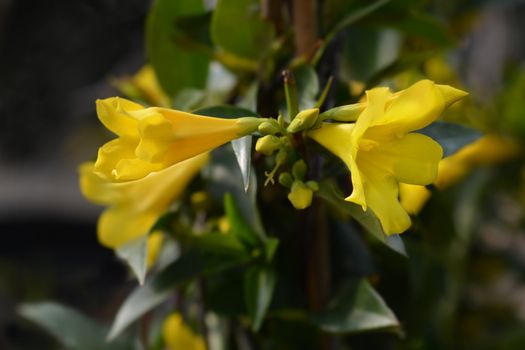 Yellow jessamine - Latin name - Gelsemium sempervirens