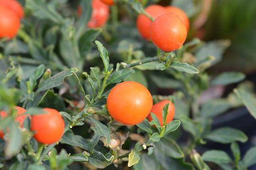 False Jerusalem cherry - Latin name - Solanum pseudocapsicum