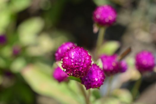 Globe amaranth Violacea - Latin name - Gomphrena globosa Violacea