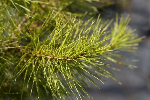 Aleppo pine - Latin name - Pinus halepensis