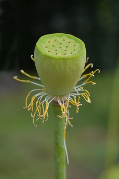 Sacred lotus seed head - Latin name - Nelumbo nucifera