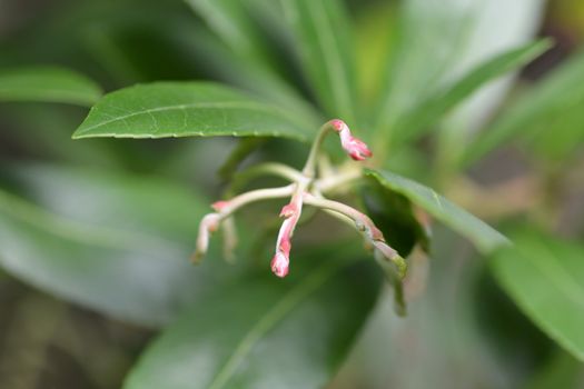 Strawberry tree flower buds - Latin name - Arbutus unedo