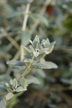 Tree germander - Latin name - Teucrium fruticans