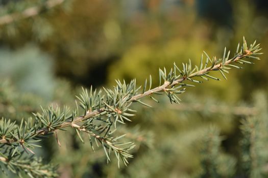 Cedar of Lebanon - Latin name - Cedrus libani