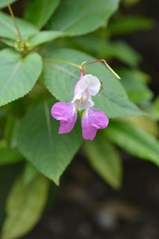 Balfours touch-me-not - Latin name - Impatiens balfourii