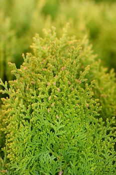 Dwarf golden oriental thuja - Latin name - Platycladus orientalis Aurea Nana (Thuja orientalis Aurea Nana)