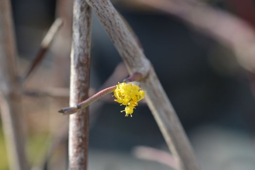 Cornelian cherry - Latin name - Cornus mas