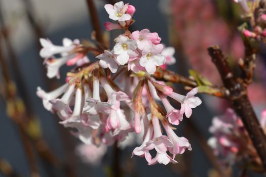 Arrowwood Dawn - Latin name - Viburnum * bodnantense Dawn