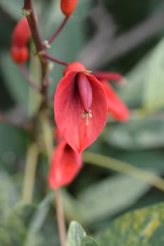 Cockspur coral tree - Latin name - Erythrina crista-galli