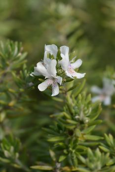 Coastal rosemary - Latin name - Westringia fruticosa