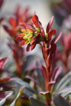 Wood spurge Purpurea - Latin name - Euphorbia amygdaloides Purpurea