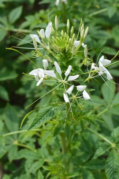 Spider flower Helen Campbell - Latin name - Cleome hassleriana Helen Campbell