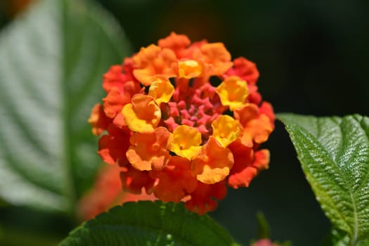 Shrub verbena flower close up - Latin name - Lantana camara