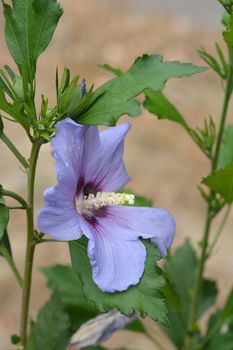 Rose Of Sharon Oiseau Bleu - Latin name - Hibiscus syriacus Oiseau Bleu