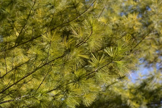 Eastern white pine - Latin name - Pinus strobus