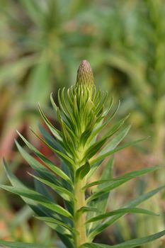 Pride of Madeira - Latin name - Echium candicans (syn. Echium fastuosum)