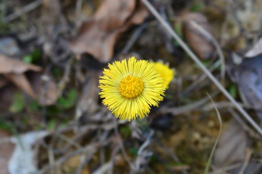 Coltsfoot yellow flowers - Latin name - Tussilago farfara