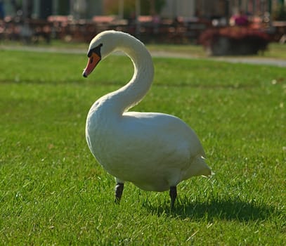 White swan standing on grass field, closeup