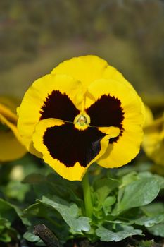 Garden pansy - Latin name - Viola x wittrockiana