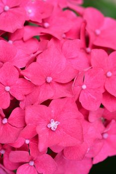 French hydrangea - Latin name - Hydrangea macrophylla