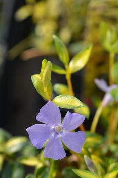 Lesser Periwinkle Illumination - Latin name - Vinca minor Illumination