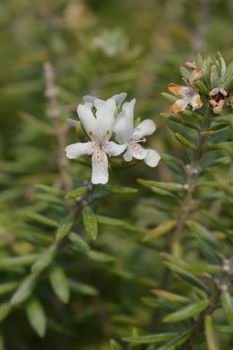 Coastal rosemary - Latin name - Westringia fruticosa