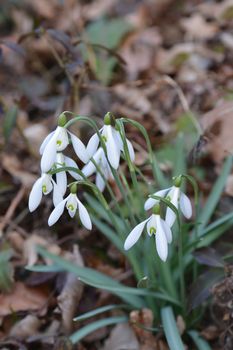 Common snowdrop - Latin name - Galanthus nivalis