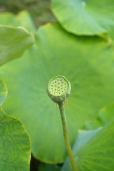 Sacred lotus seed head - Latin name - Nelumbo nucifera