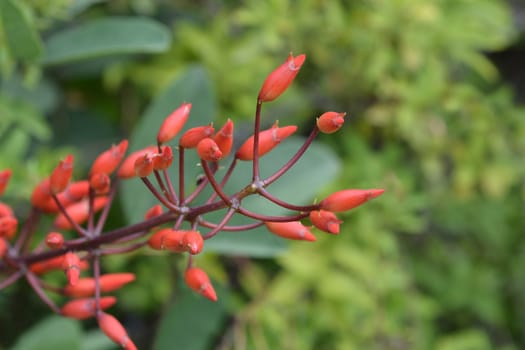 Cockspur coral tree - Latin name - Erythrina crista-galli