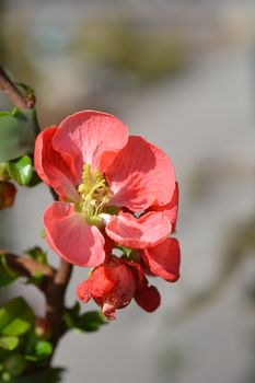 Texas Scarlet Flowering Quince - Latin name - Chaenomeles x superba Texas Scarlet