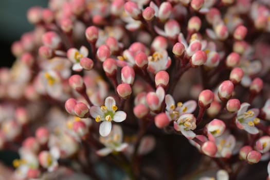 Japanese skimmia - Latin name - Skimmia japonica