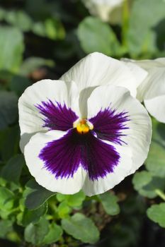 Garden pansy - Latin name - Viola x wittrockiana