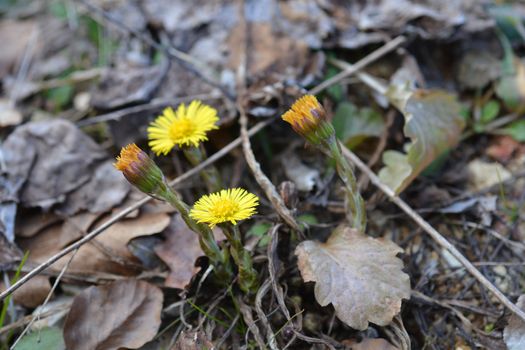 Coltsfoot yellow flowers - Latin name - Tussilago farfara